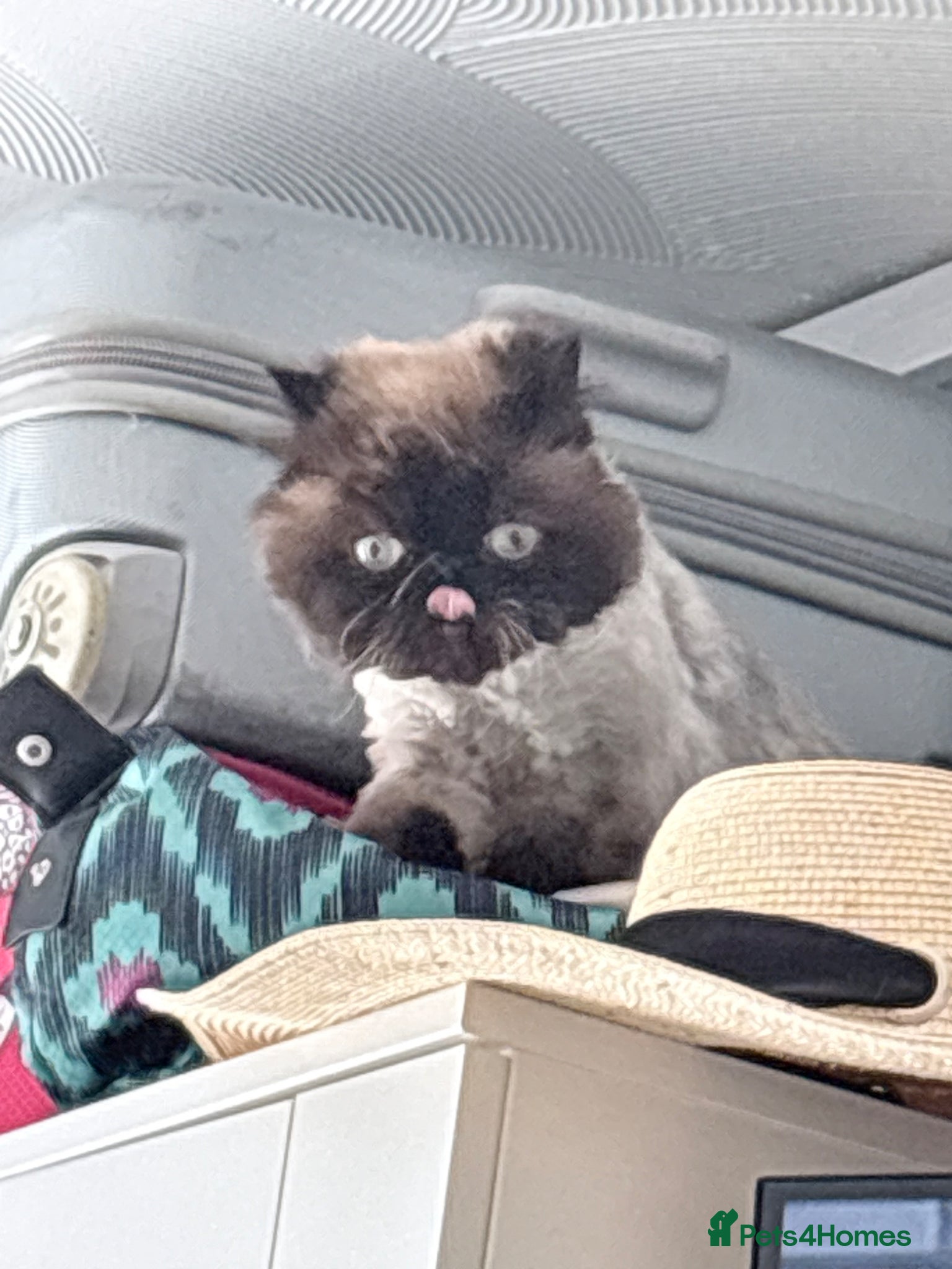 Himalayan cats Persian cat - Advert 3
