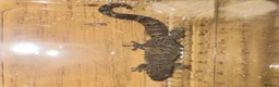 Bearded Dragon reptiles for sale: Baby dragons and other reptile for rehome  - Advert 15