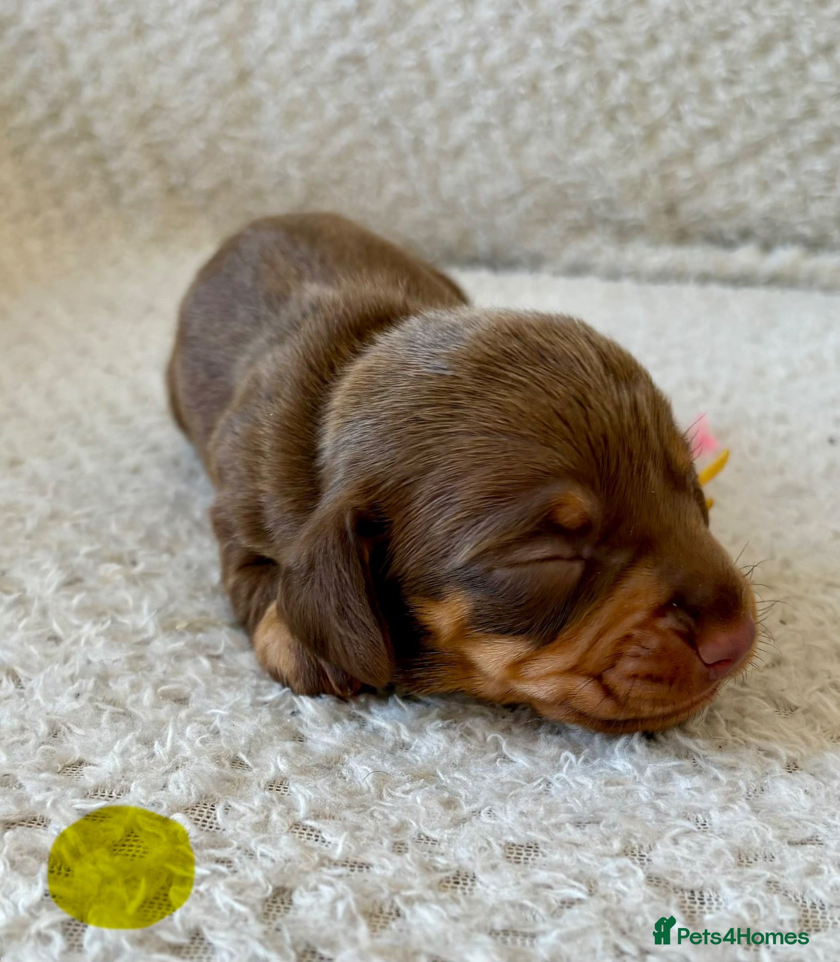 Miniature Dachshund dogs 🐾 STUNNING  MINIATURE DACHSHUND PUPPIES  - Advert 2