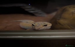 Gecko reptiles for sale: Female leopard gecko  - Image 4