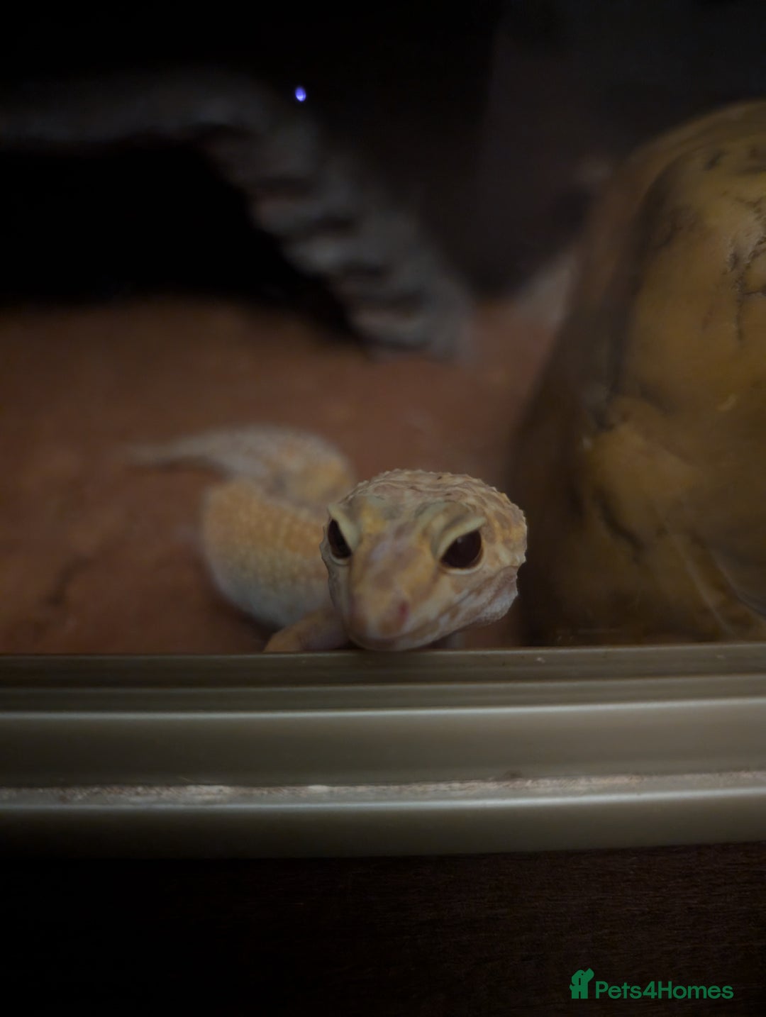 Gecko reptiles for sale: Female leopard gecko  - Image 4