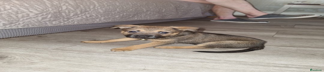 Mixed Breed Puppy 2