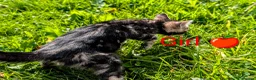 Bengal cats for sale: £799!TICA GlitterBengals|HighContrast|Healthtested - Advert 2