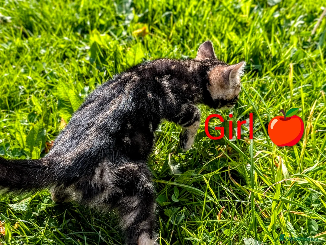 Bengal cats for sale: £799!TICA GlitterBengals|HighContrast|Healthtested - Advert 2