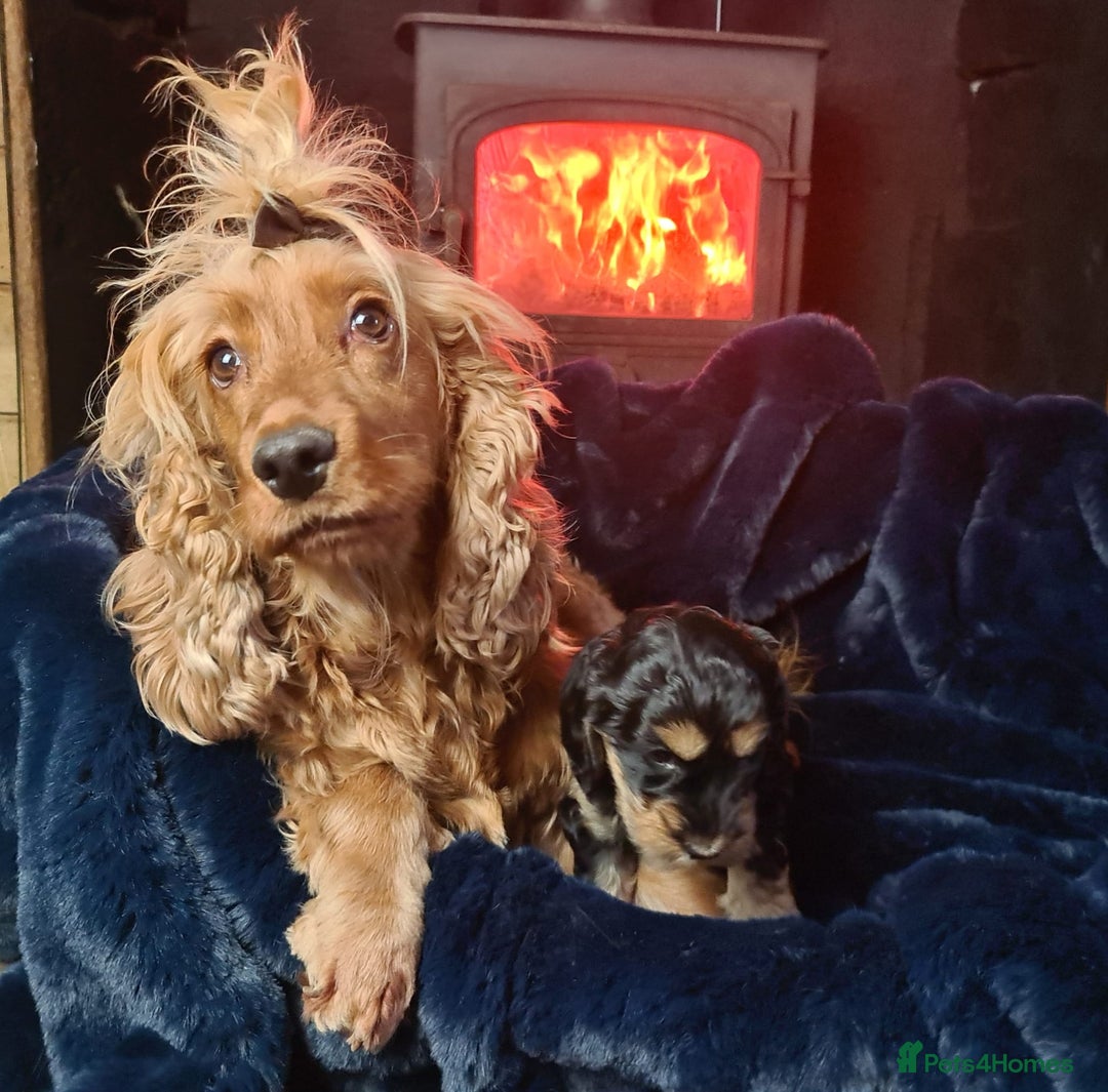 Cockapoo dogs for sale: Exceptional Cockapoo Puppies for Sale - Advert 38