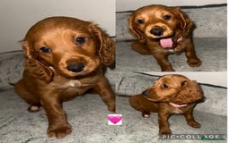 Cockapoo dogs for sale: Stunning F2 cockapoo pups  - Advert 6