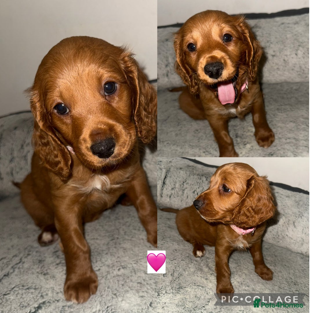 Cockapoo dogs for sale: Stunning F2 cockapoo pups  - Advert 6