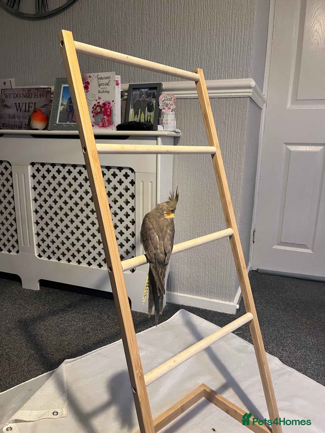 Cockatiels birds for sale: Baby hand reared cockatiels  - Advert 18