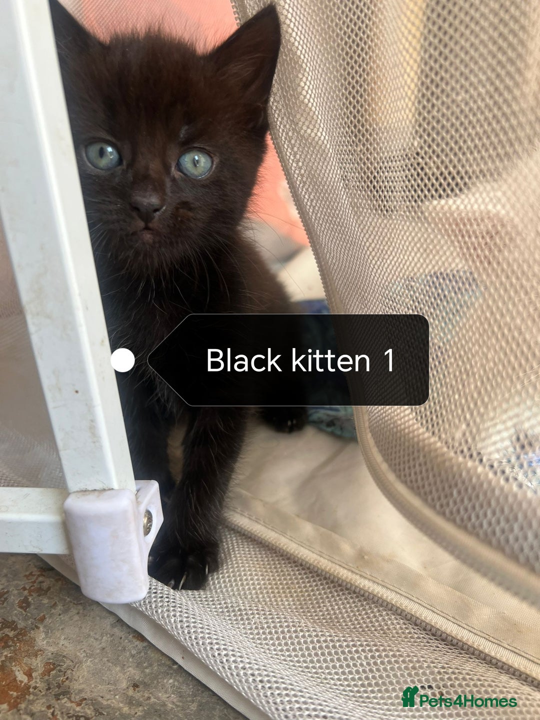 Mixed Breed cats for sale: White / Odd eye / black  Russian mix kittens /  - Image 20