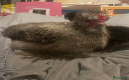 Chickens poultry for sale: FREE silkie cockerel (grey) FREE (20weeks) - Image 2