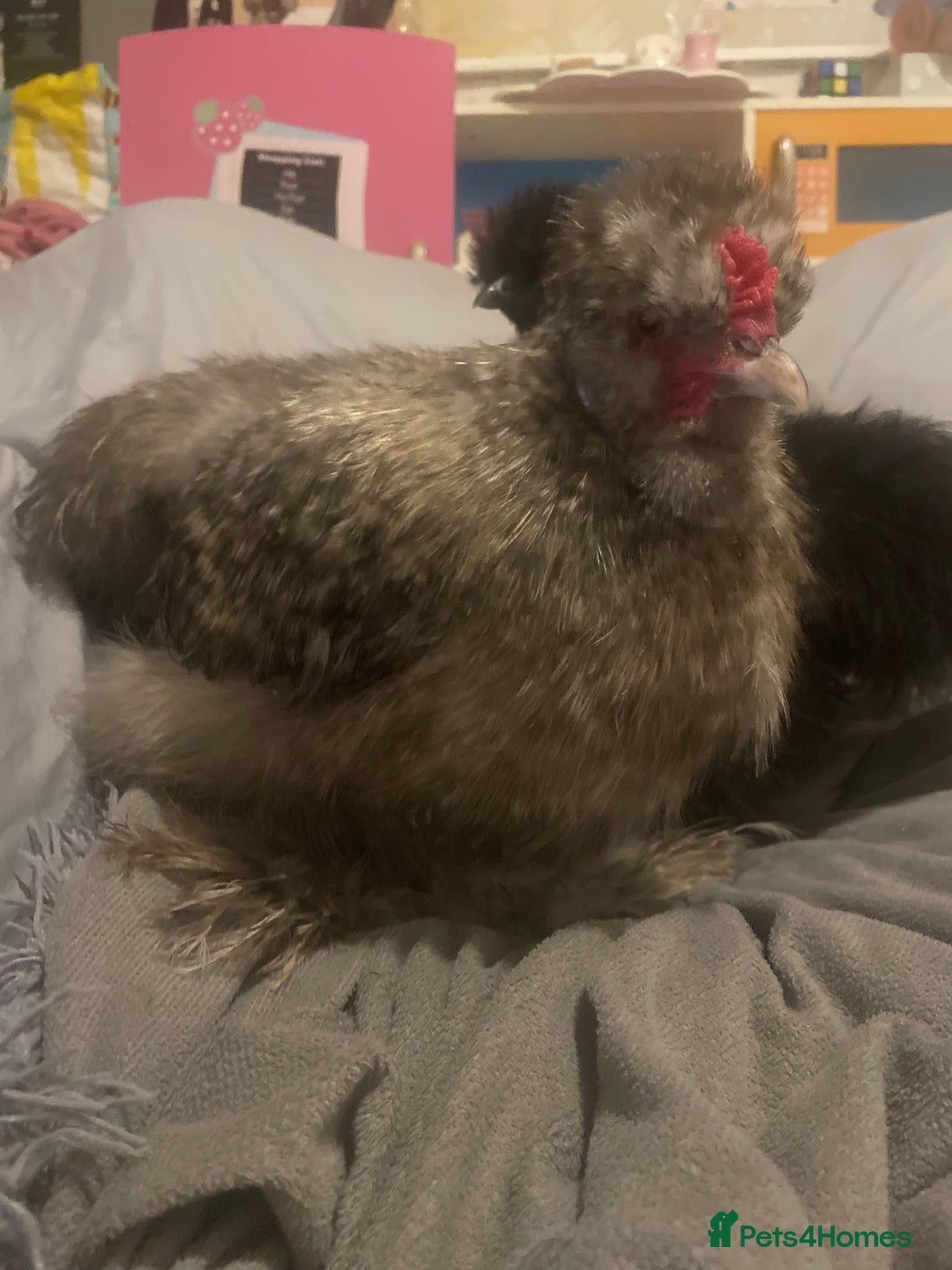 Chickens poultry for sale: FREE silkie cockerel (grey) FREE (20weeks) - Image 2
