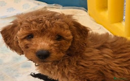 Cockapoo dogs for sale: F1B Cockapoo puppies - Image 7