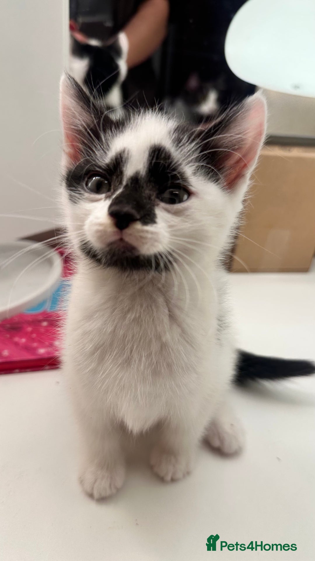 Mixed Breed cats for sale: 6 mixed breed ( shorthair and longhair) kittens - Advert 23