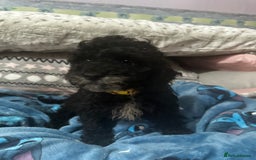 Cockapoo dogs for sale: 4 black boys ready now.  - Image 6