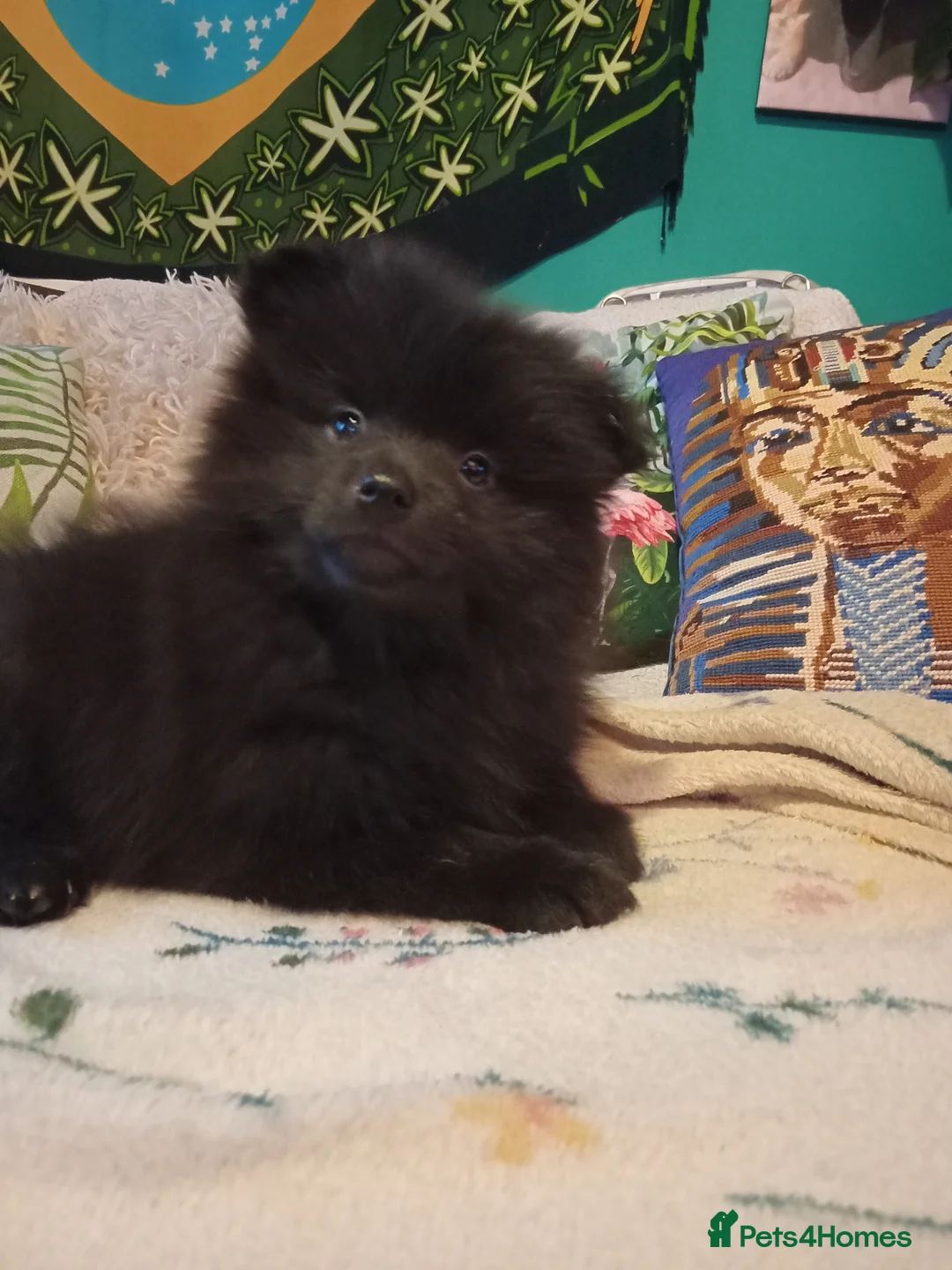 Pomeranian dogs for sale: Pomeranian fluffy bears 🐻  - Advert 3