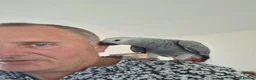 Parrots birds for sale: African Grey, hand reared - Advert 7