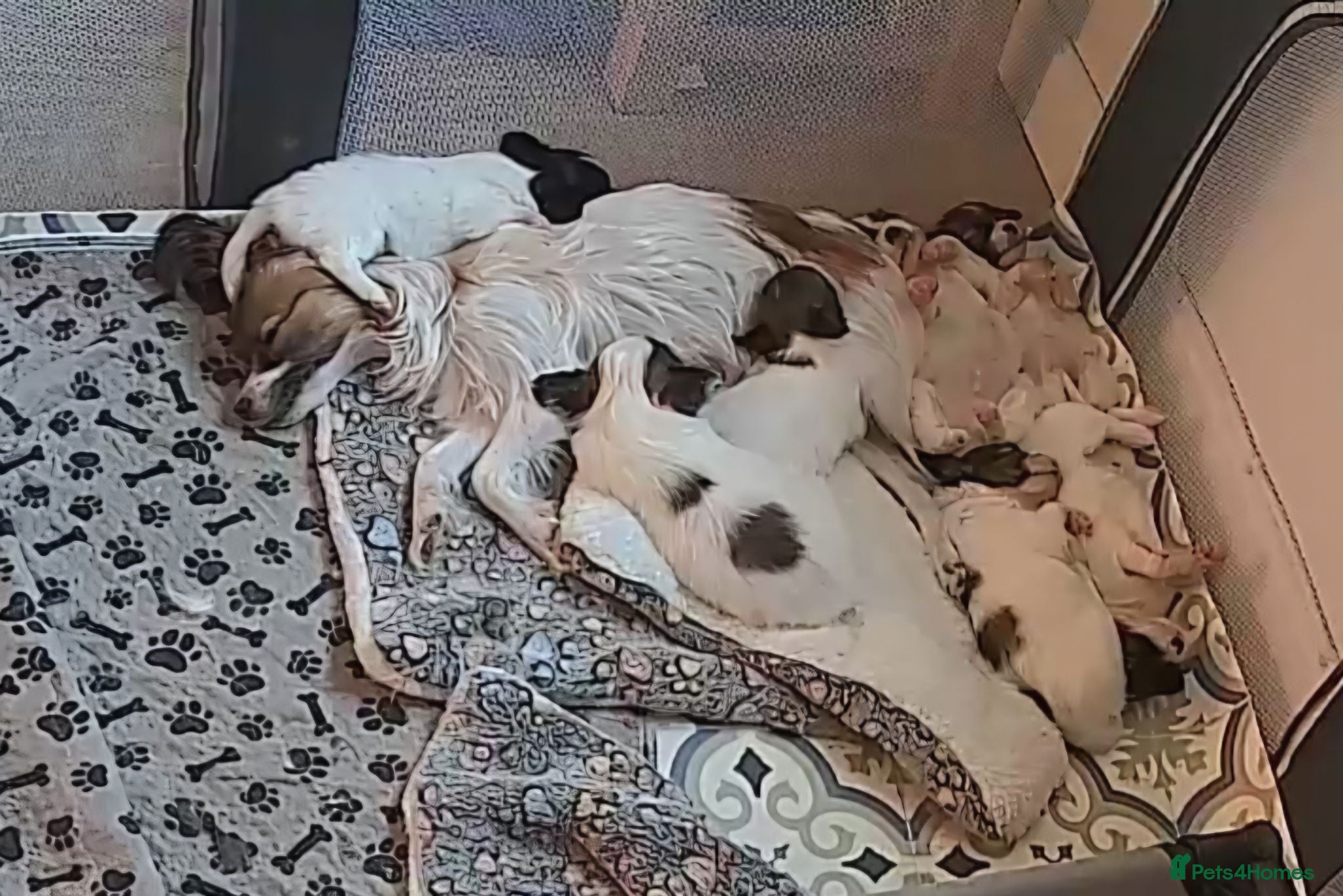 Papillon dogs !!!Ready 28/08!!! KC Papillon Puppies - Advert 1