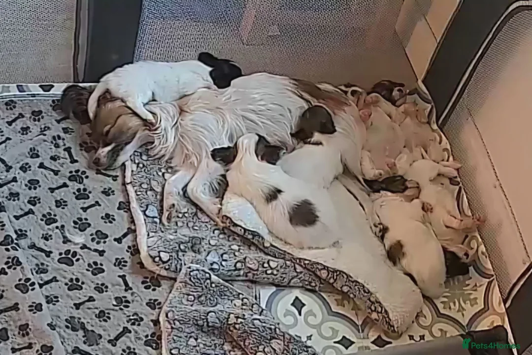Papillon dogs for sale: !!!Ready 28/08!!! KC Papillon Puppies - Advert 1