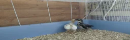 Chickens poultry for sale: ko shamo chicks for sale please see below in ELY - Advert 3