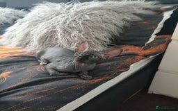 Sphynx cats for sale: Sphynx  - Image 2