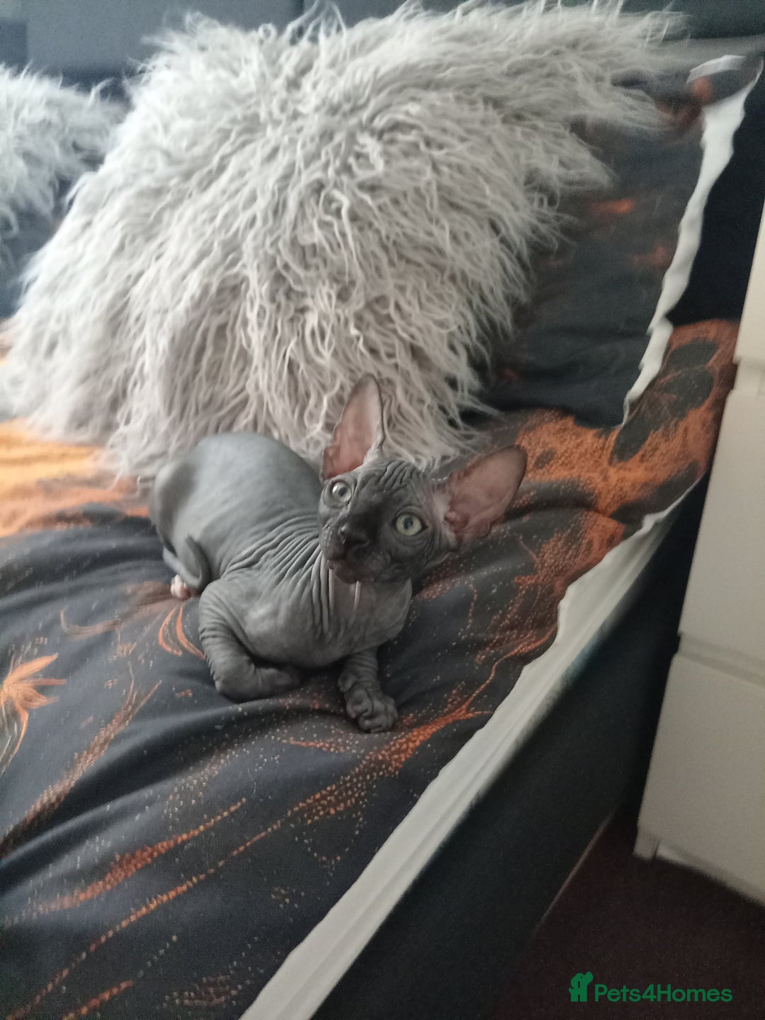Sphynx cats for sale: Sphynx  - Image 2