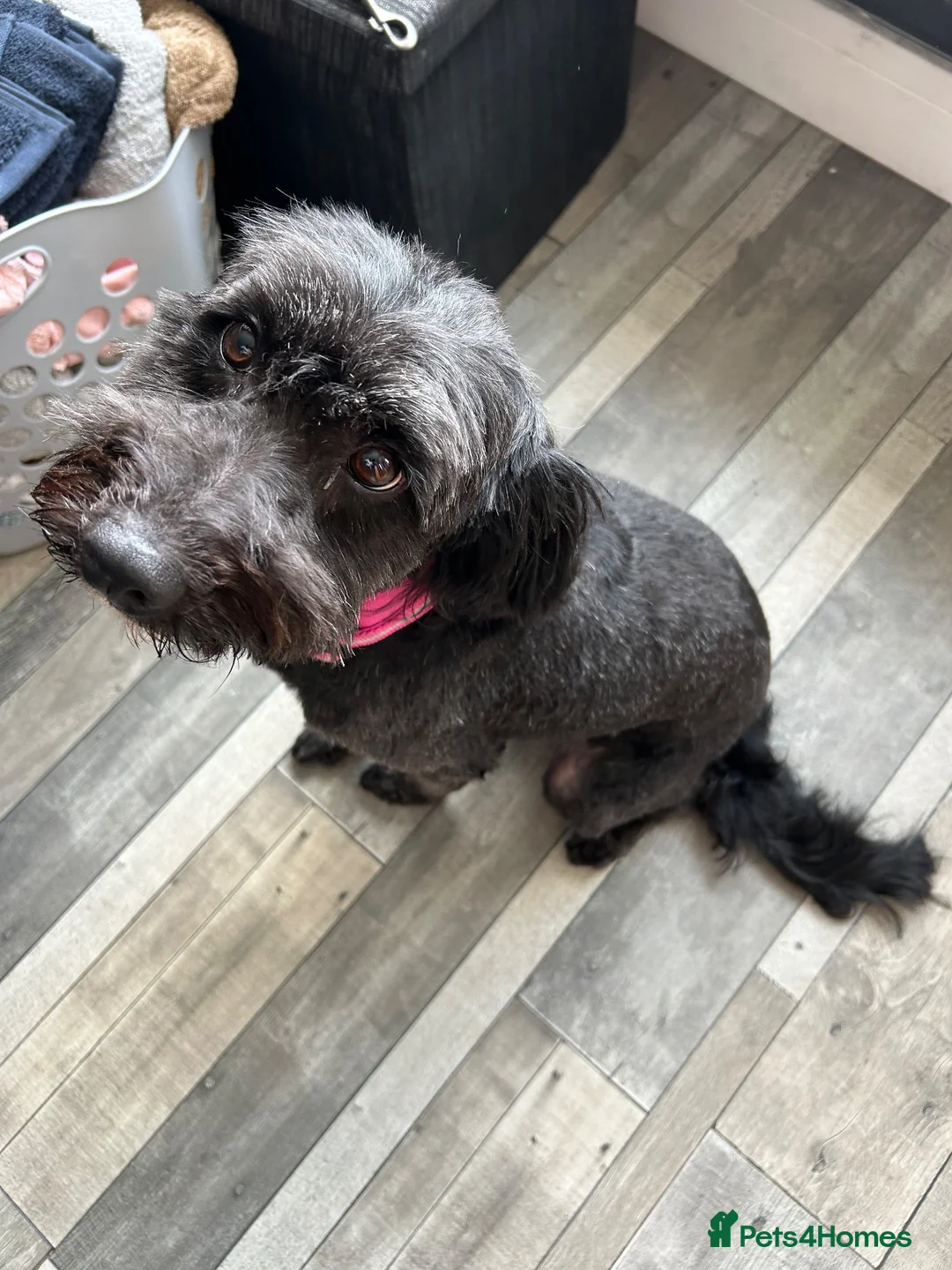 Bordoodle dogs for sale: Mimnie in Alfreton - Advert 2