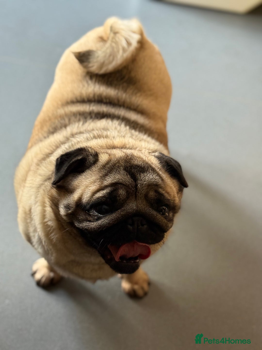 Pug dogs for sale: Grown up pug - Advert 4