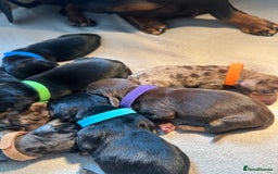 Dachshund dogs for sale: Mini dachshunds - 2 girls & 4 boys available - Image 2