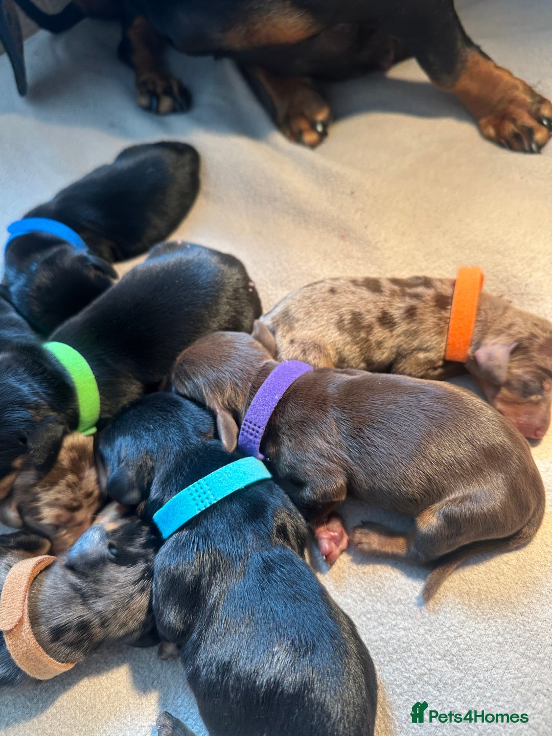 Dachshund dogs for sale: Mini dachshunds - 2 girls & 4 boys available - Image 2
