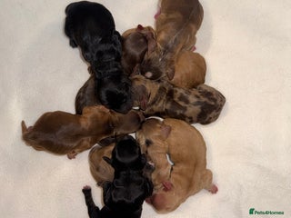 Cockapoo dogs beautiful cockapoo puppies ready 5th February - Advert 2