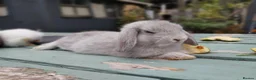 Mixed Breed rabbits for sale: Mixed breed £70 each - Advert 30