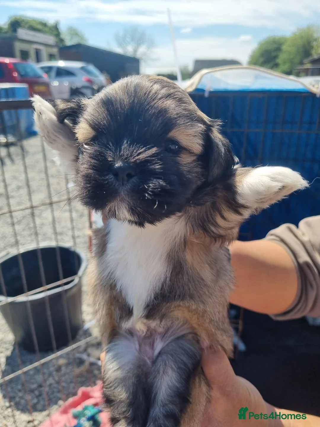 Lhasa Apso dogs for sale: Lhasa Apso Puppies  - Advert 2