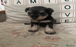 Miniature Schnauzer dogs for sale: Pepper & Salt miniature Schnauzer pups for sale  - Image 16
