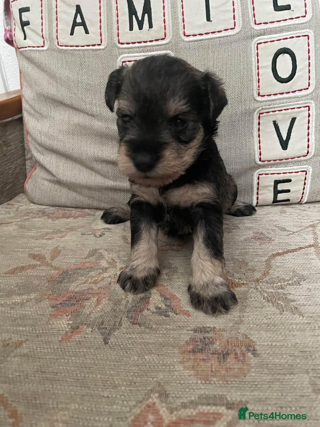 Miniature Schnauzer dogs for sale: Pepper & Salt miniature Schnauzer pups for sale  - Image 16
