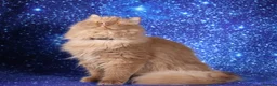 British Longhair cats for sale: Cinnamon British Longhaired cat available  - Advert 8