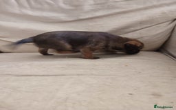 Border Terrier dogs for sale: Made in Devon  - Image 4