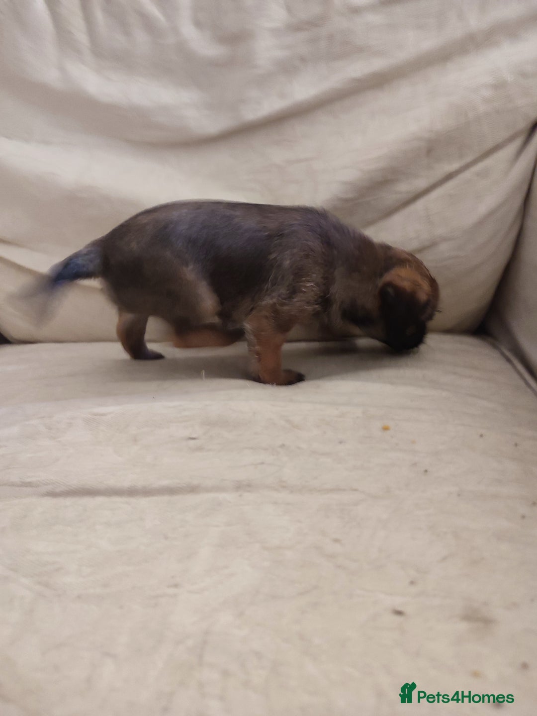 Border Terrier dogs for sale: Made in Devon  - Image 4