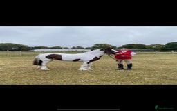 Irish Cob horses for sale: Quiet 3 year old 13hh mare  - Image 5
