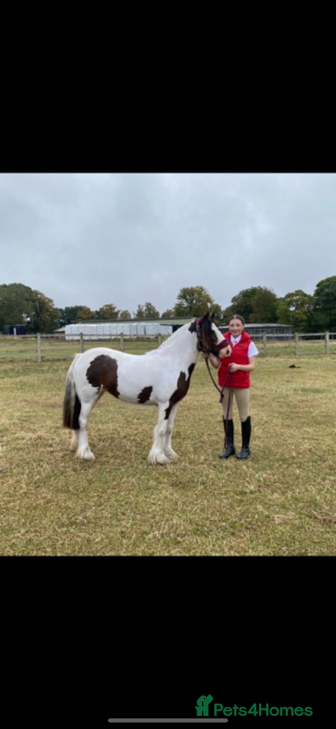 Irish Cob horses for sale: Quiet 3 year old 13hh mare  - Image 5