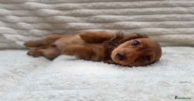 Miniature Dachshund dogs - Advert 12