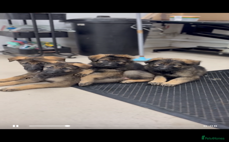 German Shepherd dogs - Advert 4