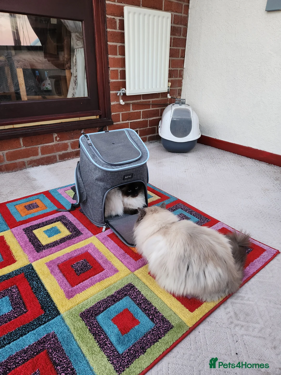 Ragdoll cats for stud: Beautiful ragdoll available for stud duties in Poulton-le-Fylde - Advert 6