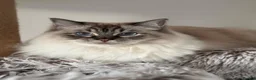 Ragdoll cats for sale: Stunning Lynx Ragdoll  - Advert 2