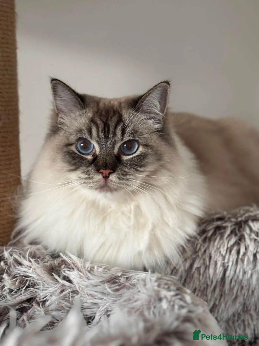 Ragdoll cats for sale: Stunning Lynx Ragdoll  - Advert 2