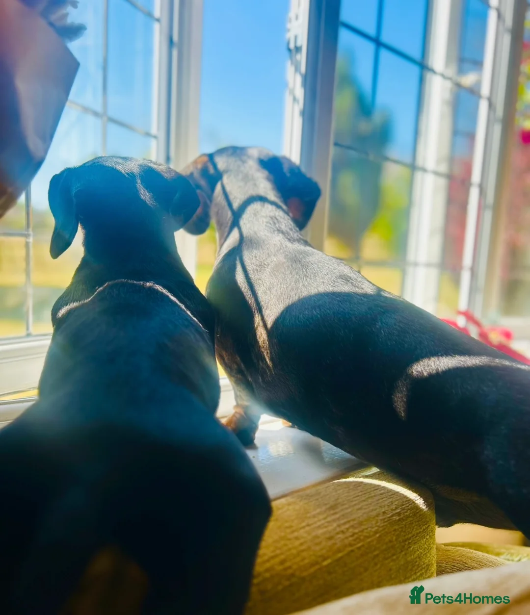 Miniature Dachshund dogs for sale: OUTSTANDING INSTAGRAM MINI DACHSHUNDS  - Advert 17