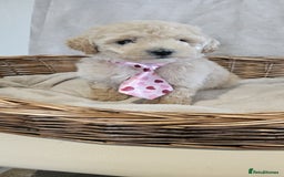Poochon dogs for sale: Poochon puppies ready now  - Image 3