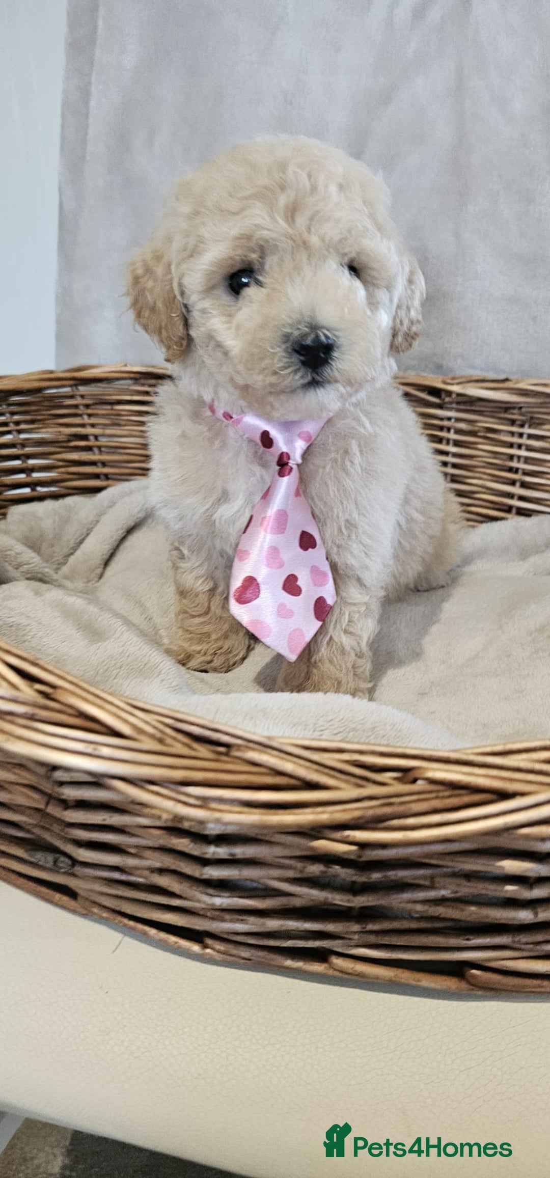 Poochon dogs for sale: Poochon puppies ready now  - Image 3