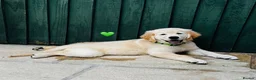 Golden Retriever dogs for sale: KC REGISTER GOLDEN RETRIEVERS PUPPIES - Advert 12