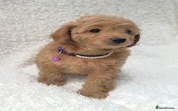 Cockapoo dogs for sale: Stunning cockapoo’s  - Image 6