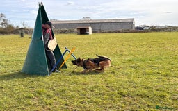 German Shepherd dogs for sale: Last stunning male puppy available  - Image 19